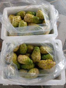 trái nhàu tươi