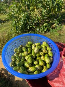 trái nhàu tươi