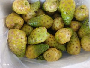 bán trái nhàu tươi