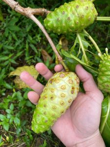 công dụng nước cốt nhàu