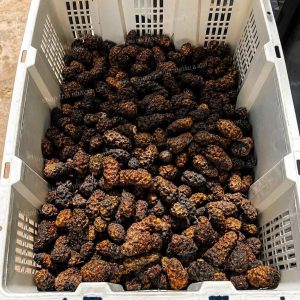 Địa Chỉ Bán Trái Nhàu Khô Nguyên Quả Uy Tín, Chất Lượng Cao