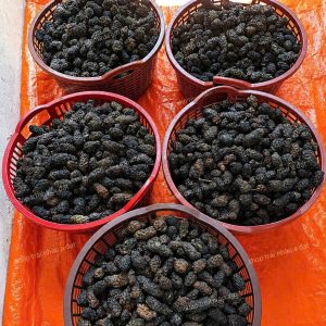 Quả Nhàu Khô Nguyên Trái
