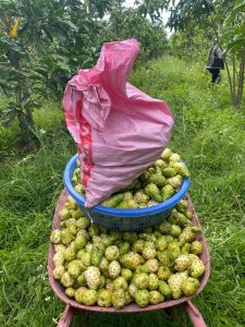 cách trồng cây nhàu