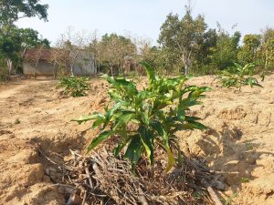 cách trồng cây nhàu