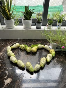 công dụng trái nhàu