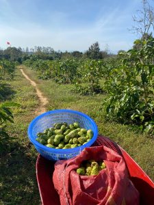 cách trồng cây nhàu
