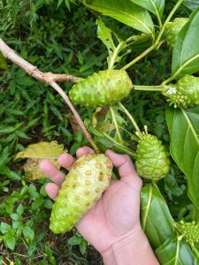 công dụng trái nhàu