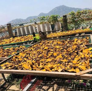 Tác Dụng Rễ Nhàu: Đặc Điểm, Công Dụng Theo Y Học Cổ Truyền Và Những Lưu Ý Khi Sử Dụng