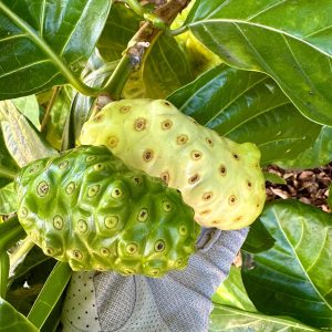 Trái Nhàu – Công Dụng, Cách Dùng Và Những Lưu Ý Quan Trọng