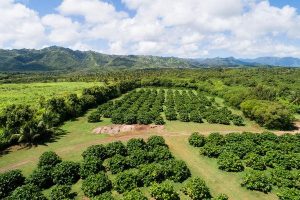 Cây nhàu có dễ trồng không?